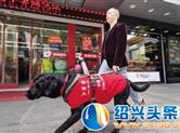在柯桥港越路上岀现首条导盲犬 成为蹇继林的“新眼睛”