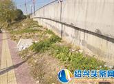 今日直击——嵊州南桥下一坡地成“私家菜园” 影响市容市貌