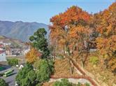 下管镇芦山村村口“活地标”——牛头山古树群色彩斑斓，美不胜收