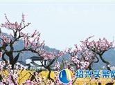 阳春三月，嵊州就是那桃花盛开的地方……