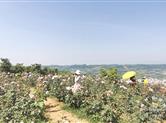 崇仁镇温泉湖村宋家墩自然村的百亩花海基地