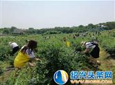 探秘神奇北纬31度 蔡甸首届蓝莓文化节顺利开幕