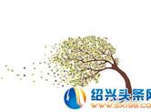 宝鸡：李琼散文《树欲静而风不止》欣赏