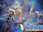 宝鸡诗人于丽宏《霜降的日子》欣赏
