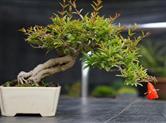 文创、花草、美食？金德隆创意市集新添高颜值盆景，新开慢生活夜市！