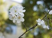 图说园区|年年春暖绽樱花