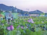 诸暨浣东街道盛兆坞三村100多亩荷花池荷花盛开